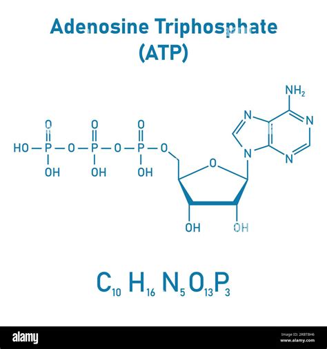 Adenosine Triphosphate