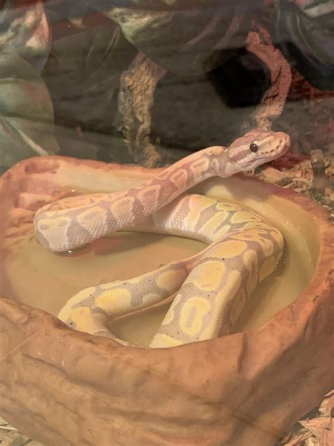Aita For Not Letting Caesar Cuddle With Cheesecake R Ballpython