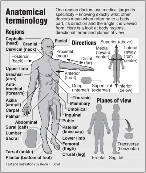 Anatomical Position Definitions And Illustrations Anatomical Position Definitions And Illustrations
