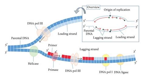 Bacterial Replication Pathelective