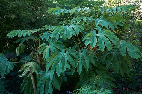 Why Big Leaf With 8 Points Matters For Quick Plant Id