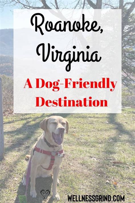 Dog Friendly Roanoke Va Bringfido