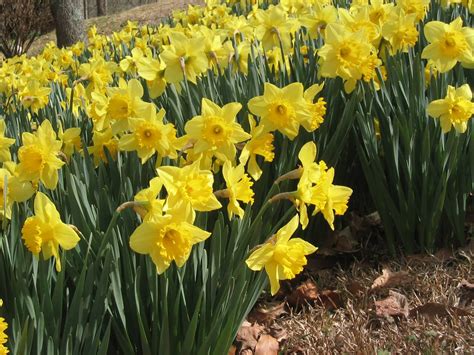 Get Your Jonquils Jonquil City Smyrna Ga Patch