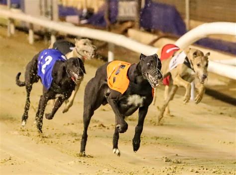 Greyhound Racing