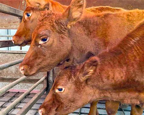 Para Aduma The Red Heifer Temple Institute