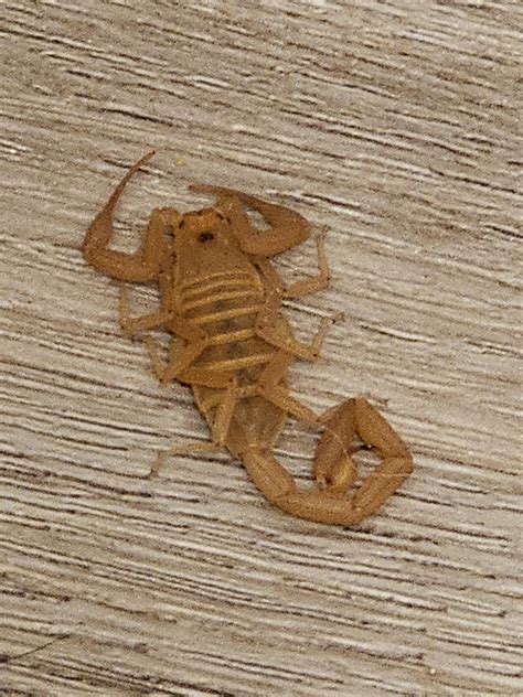 Scorpion Help For A New Ish Phoenix Resident R Phoenix Scorpion Help For A New Ish Phoenix Resident R Phoenix