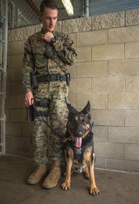 Us Marine Dog Handler