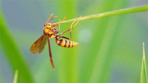 What Does Wasp Stand For